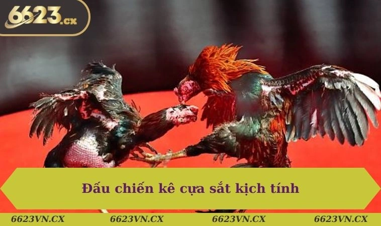 Đá gà 6623 2 Đấu chiến kê cựa sắt kịch tính