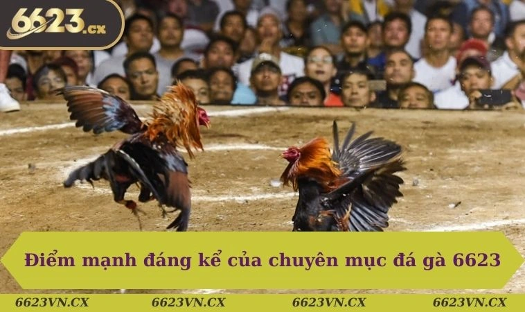 Đá gà 6623 1 Điểm mạnh đáng kể của chuyên mục đá gà 6623