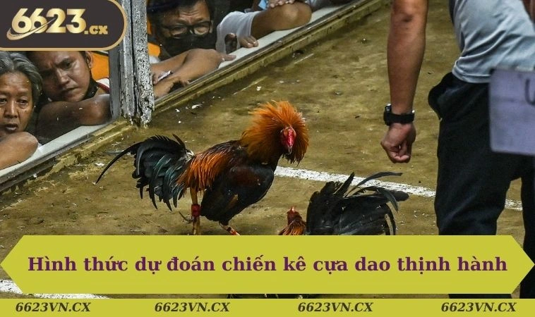 Đá gà 6623 3 Hình thức dự đoán chiến kê cựa dao thịnh hành